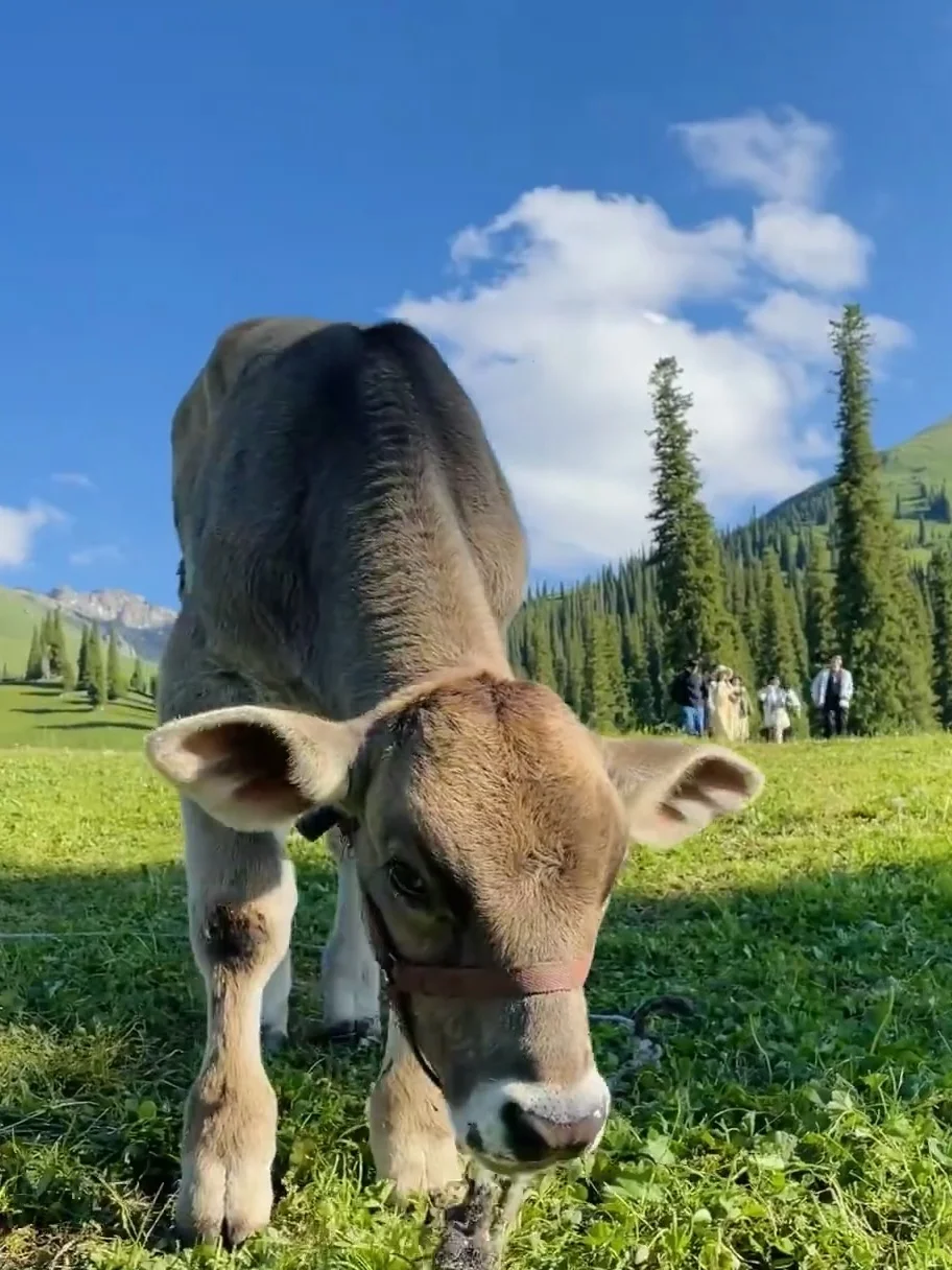💬“新疆的辽阔，是连风都自由的地方。”