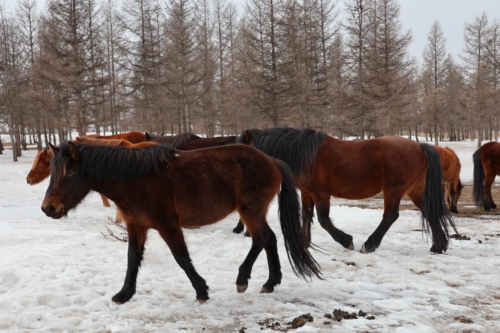 内蒙古太美啦🥰