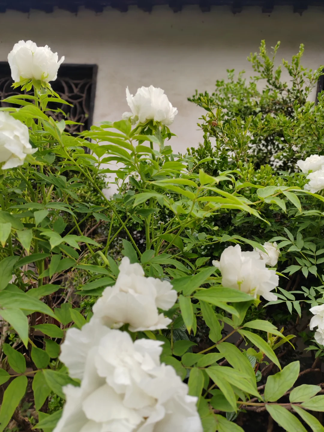 何园花情报告3月29日早7点实拍