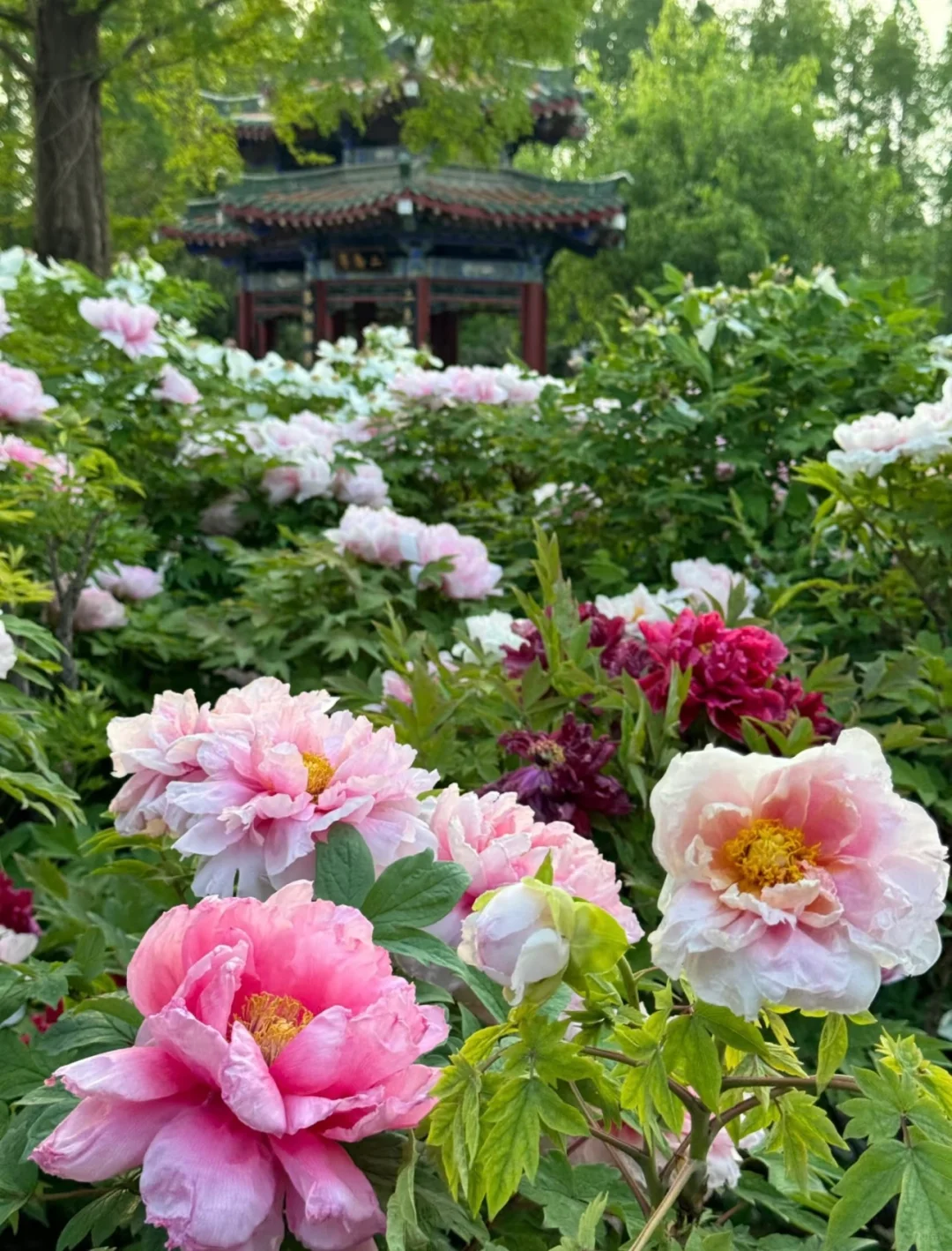 四月我要去洛阳谁也拦不住我🐛