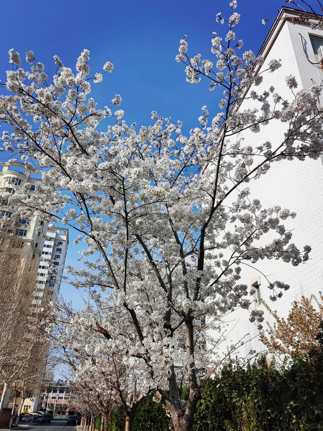 3.28真没想到家门口的樱花巷成了网红打卡地