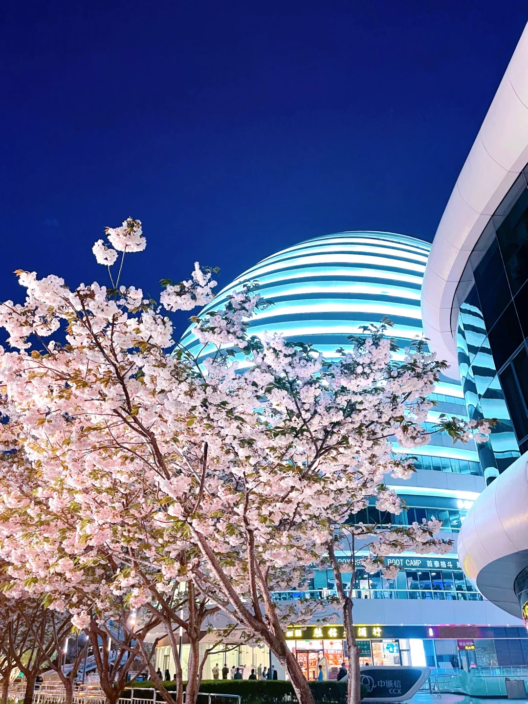 夜游北京🌷4月这里我愿称之郁金香最佳机位