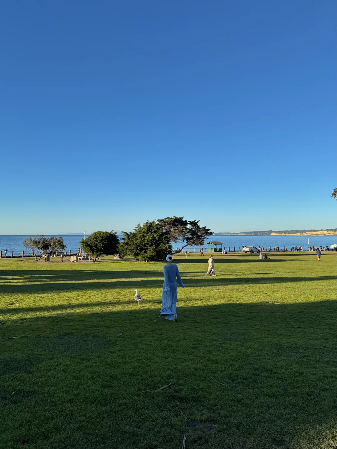 美国｜圣地亚哥La Jolla Cove🦭海狮太可爱啦
