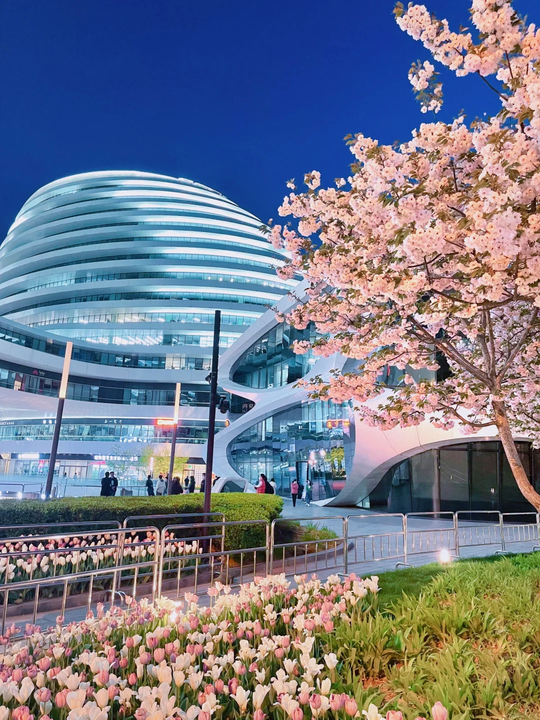 夜游北京🌷4月这里我愿称之郁金香最佳机位