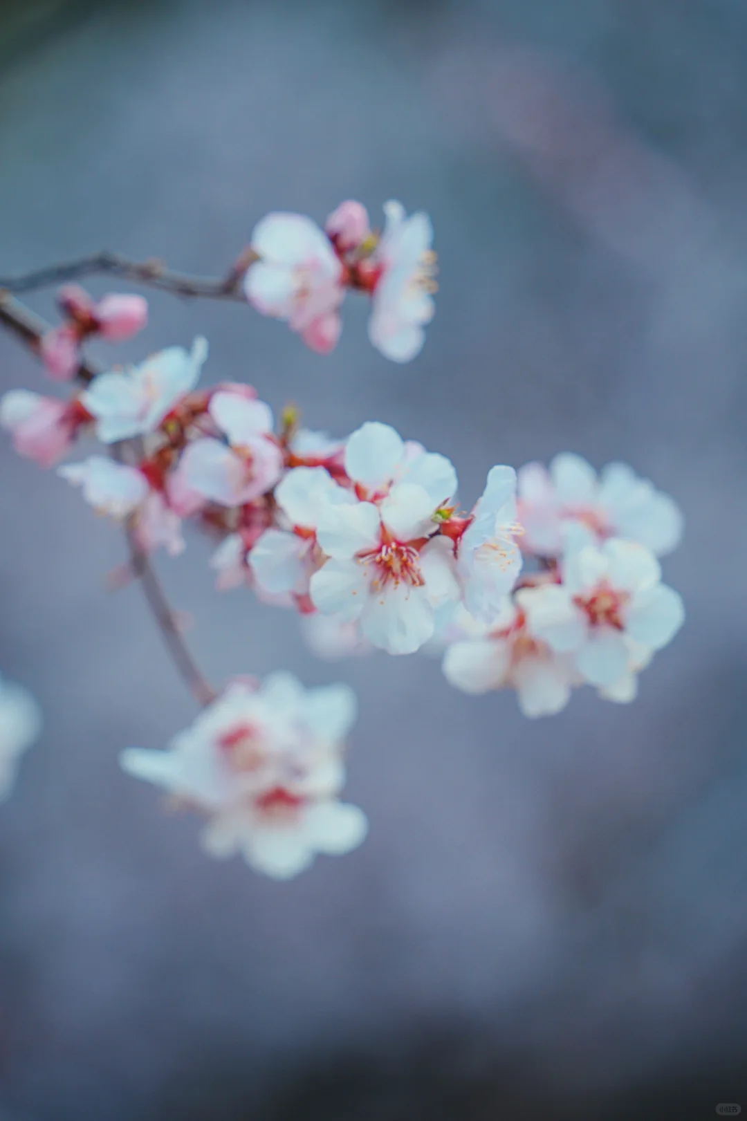 来香格里拉告别景点 来桃源秘境约拍吧❗️