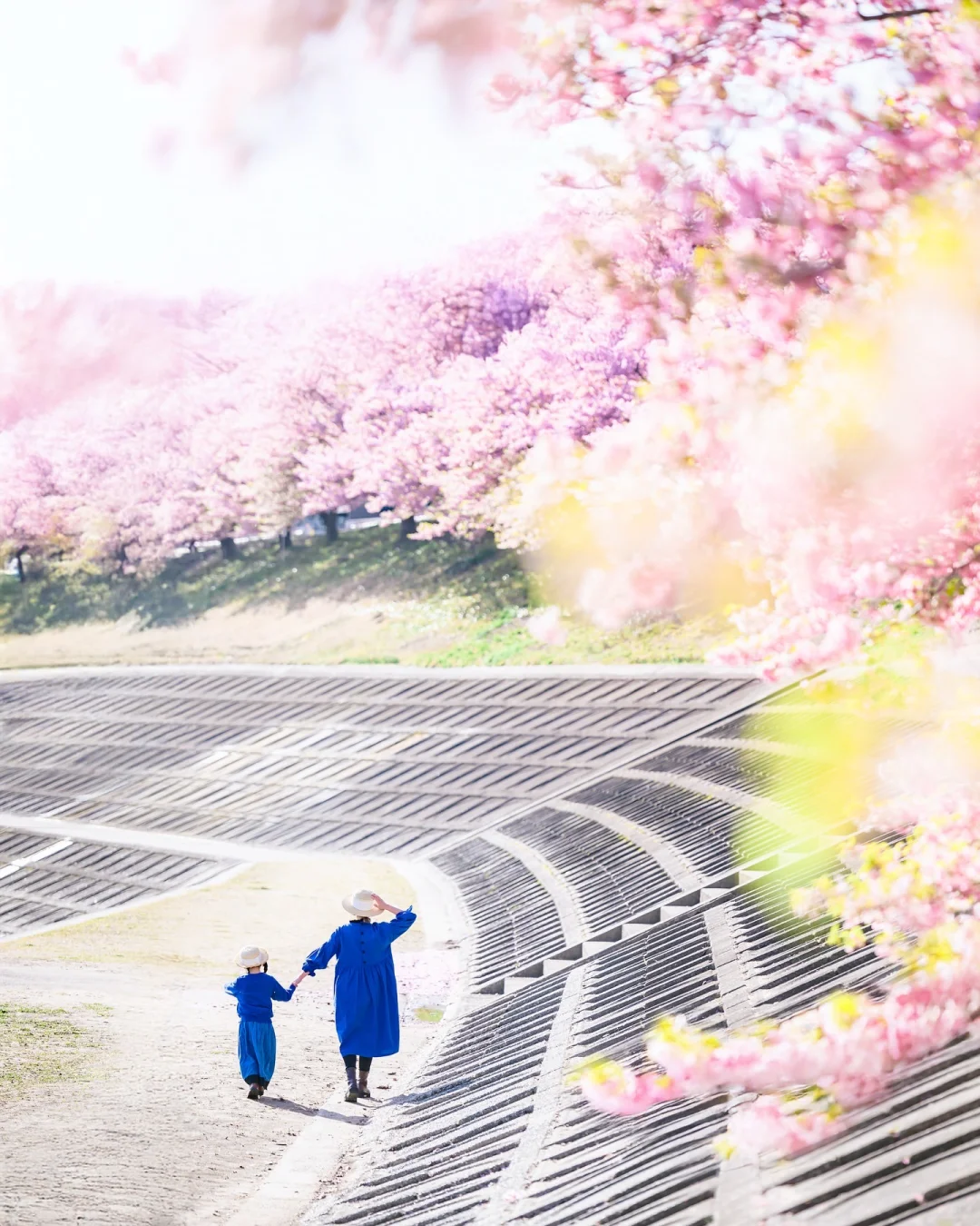 东京赏樱｜樱花季不要错过的5个小众赏樱地🌸