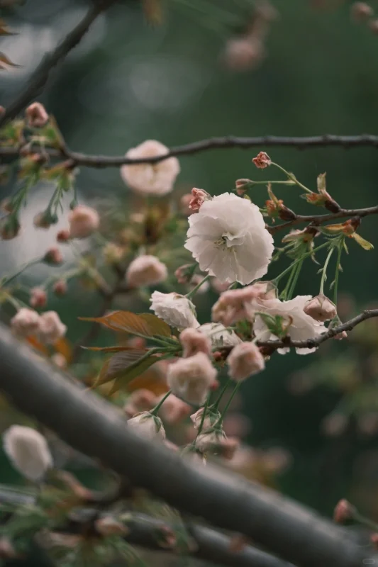 何园花情报告3月29日早7点实拍