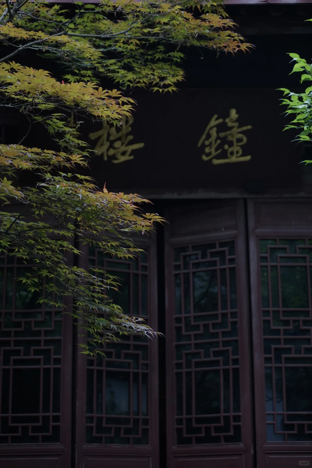 杭州虎跑|这是西湖边我最爱的小公园🍃