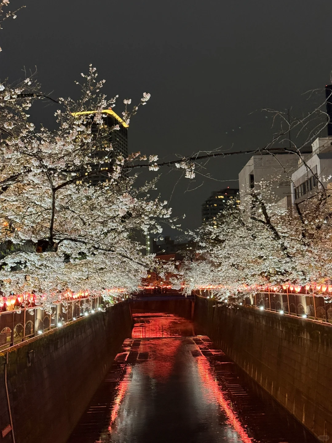 目黑川樱花🌸きねいだ！