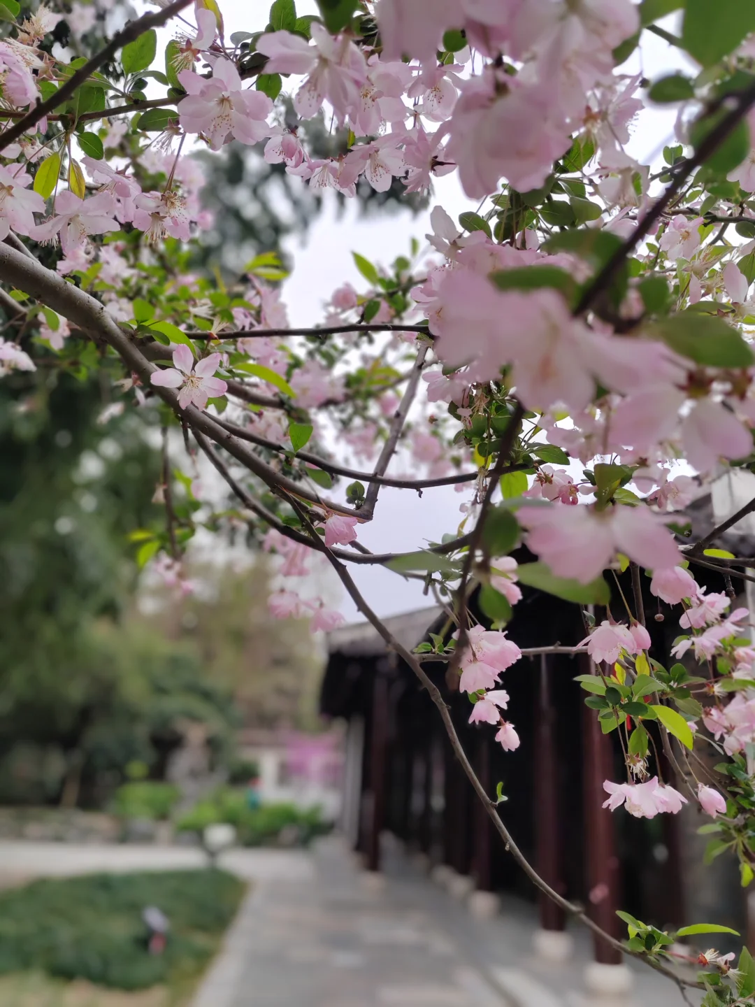 何园花情报告3月29日早7点实拍