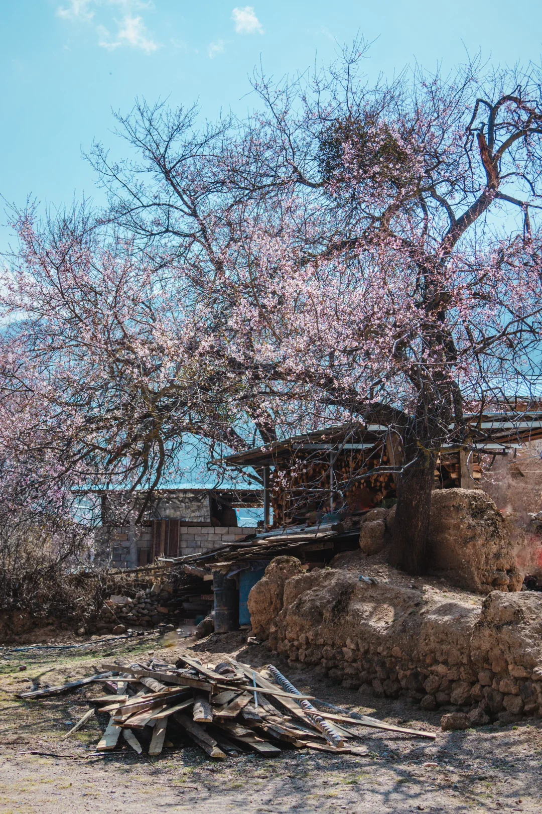 来香格里拉告别景点 来桃源秘境约拍吧❗️