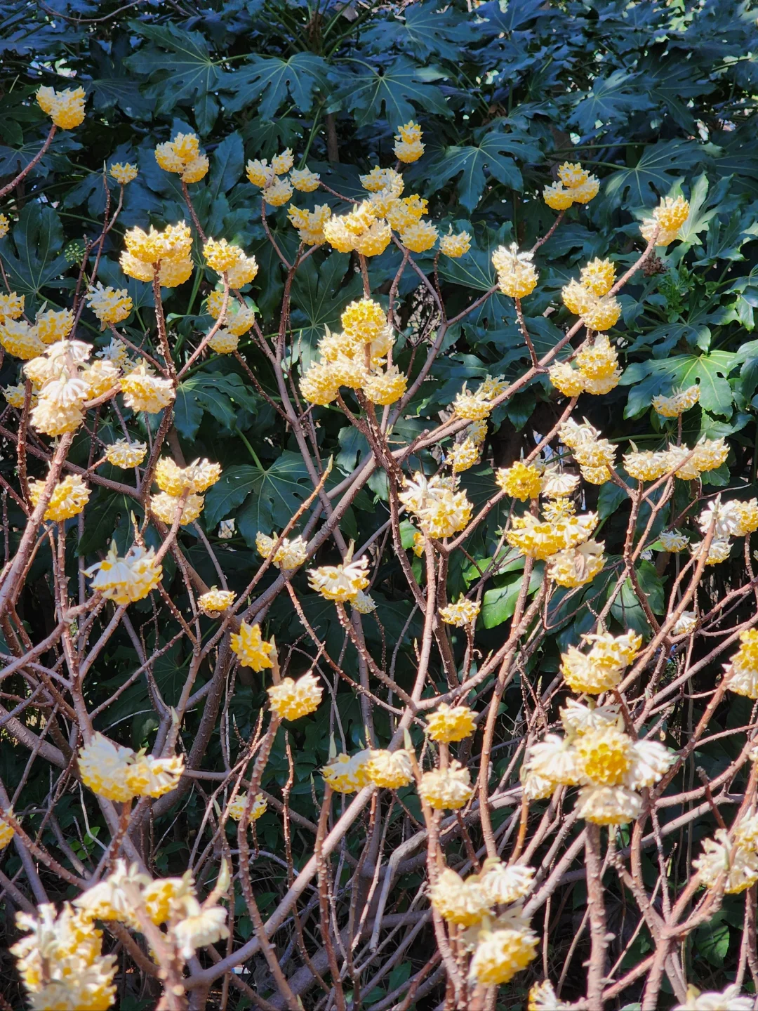 徐州花开这么好看你怎么也不宣传呢