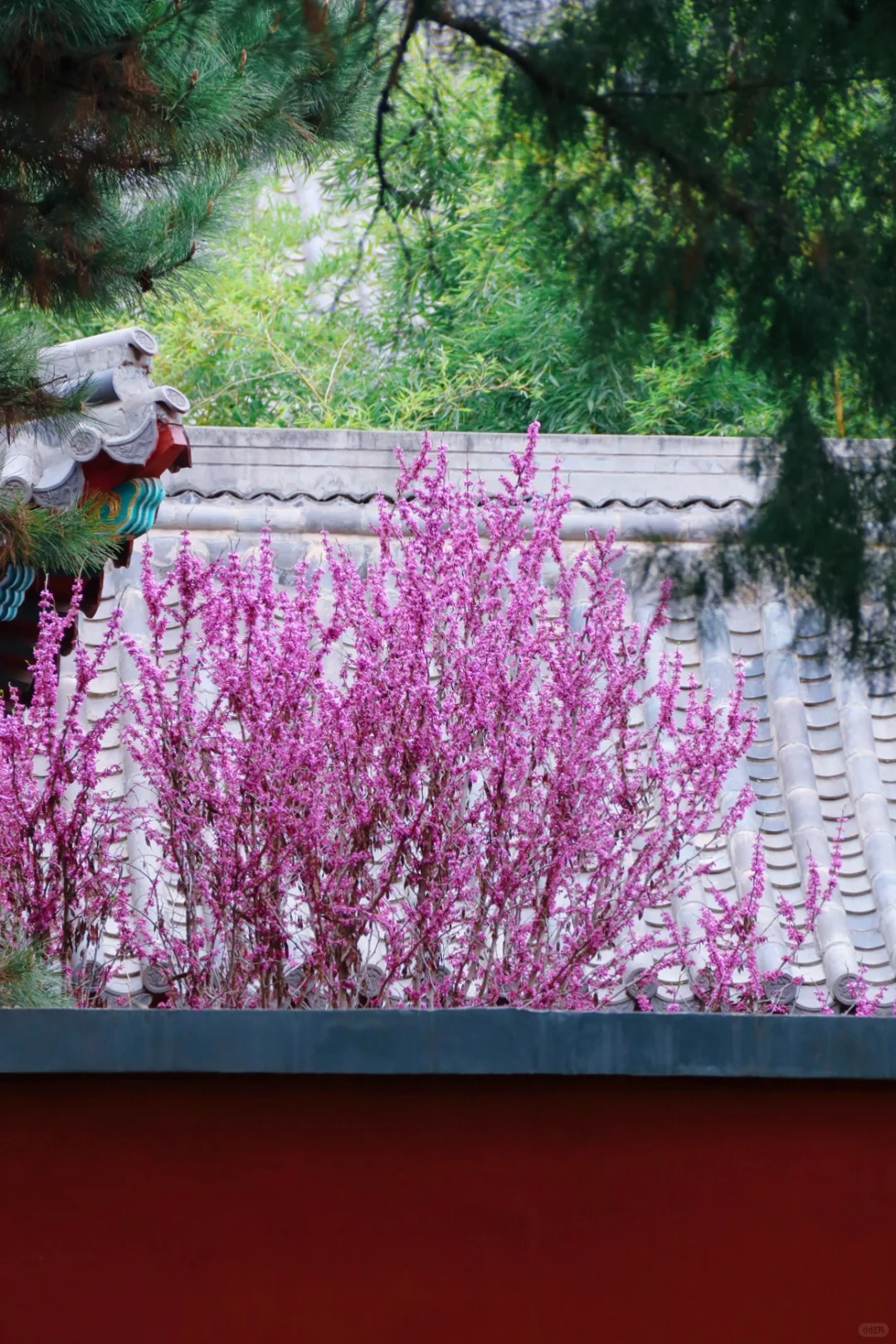 邯郸只有这里配的上“春和景明”