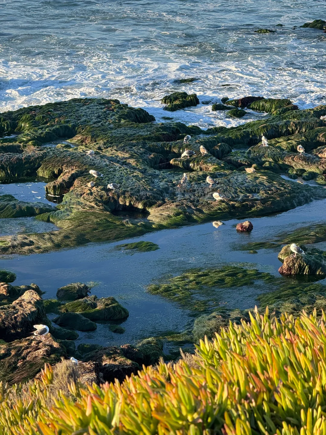 美国｜圣地亚哥La Jolla Cove🦭海狮太可爱啦