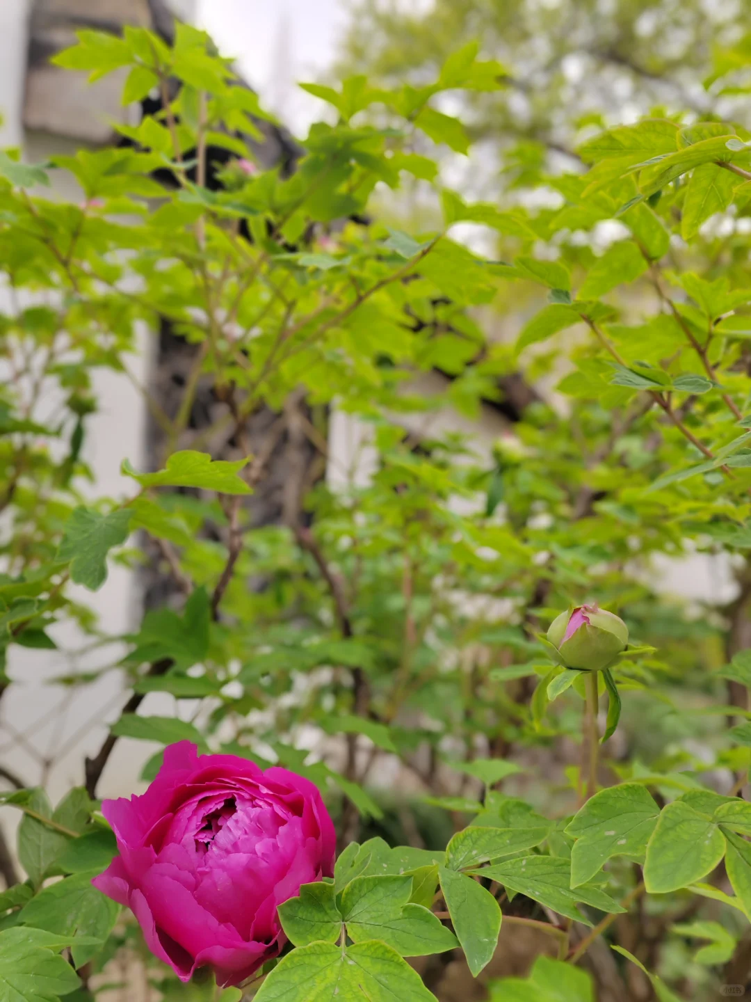 何园花情报告3月29日早7点实拍