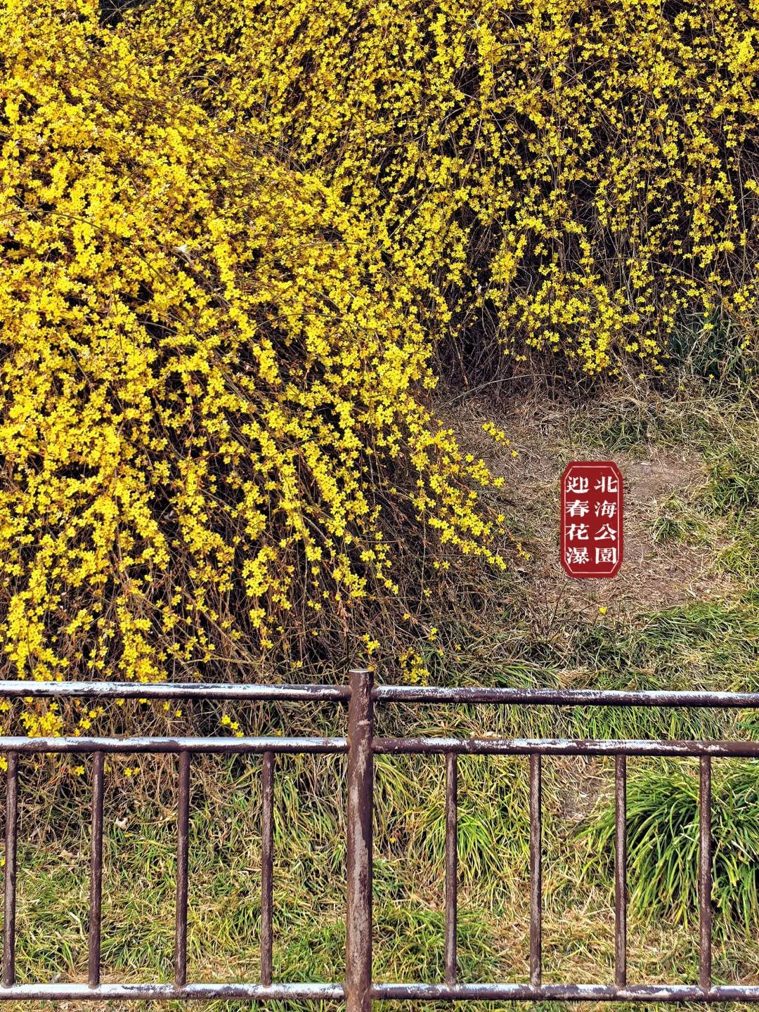 烟花三月下北海,不愧是老祖宗的🌸园!