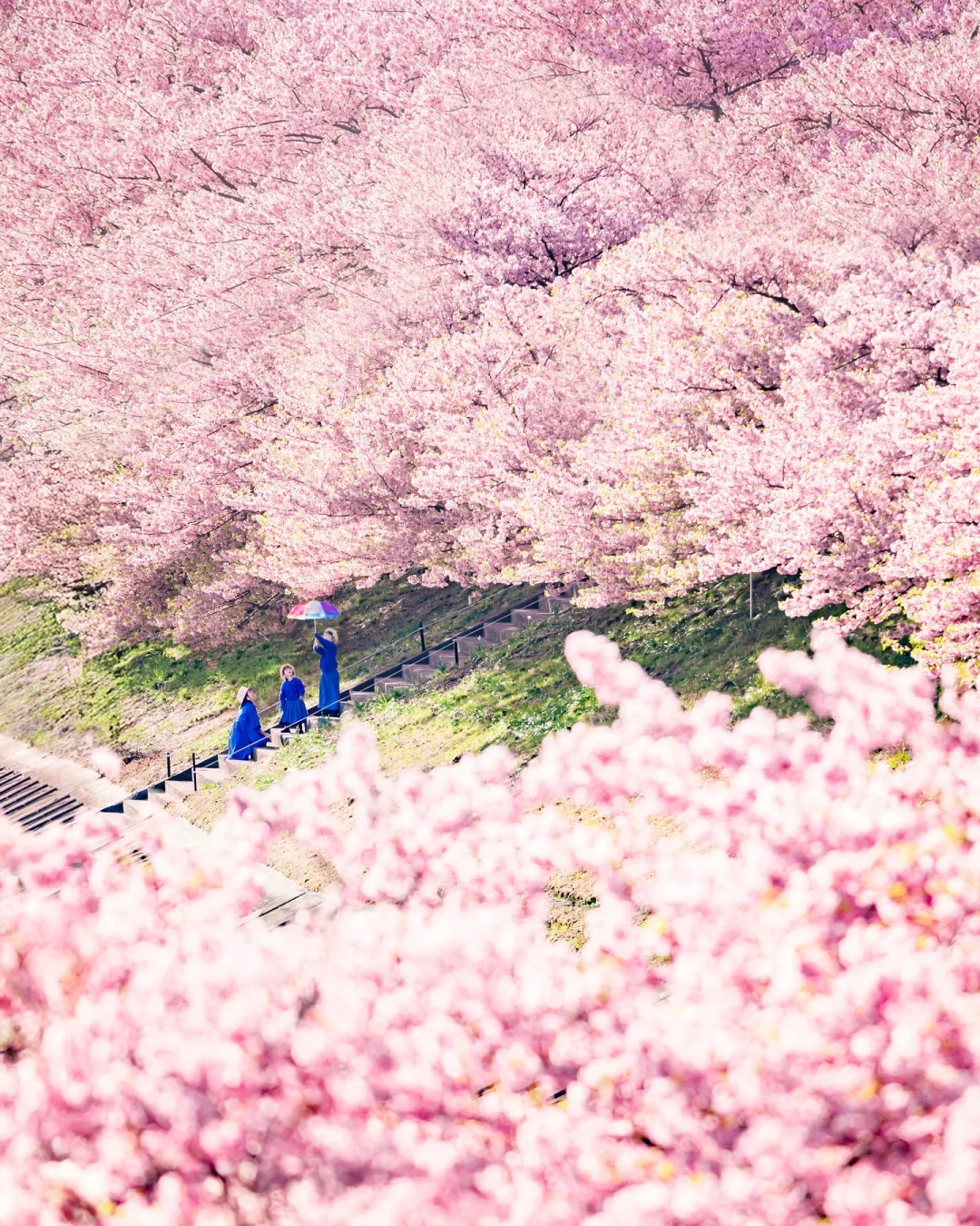 东京赏樱｜樱花季不要错过的5个小众赏樱地🌸