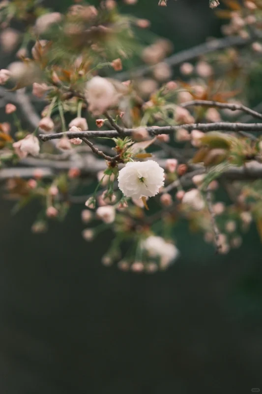 何园花情报告3月29日早7点实拍