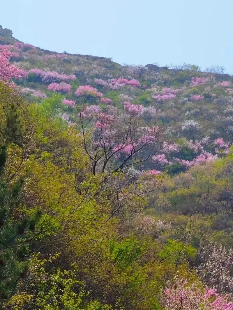 🌸河南这5个景区，承包你整个春天的浪漫
