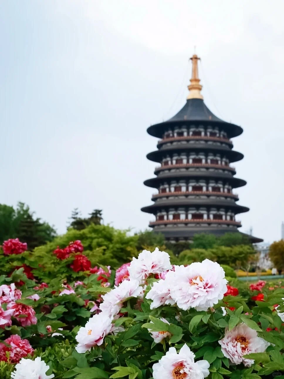 25年洛阳牡丹花卉您准备去哪