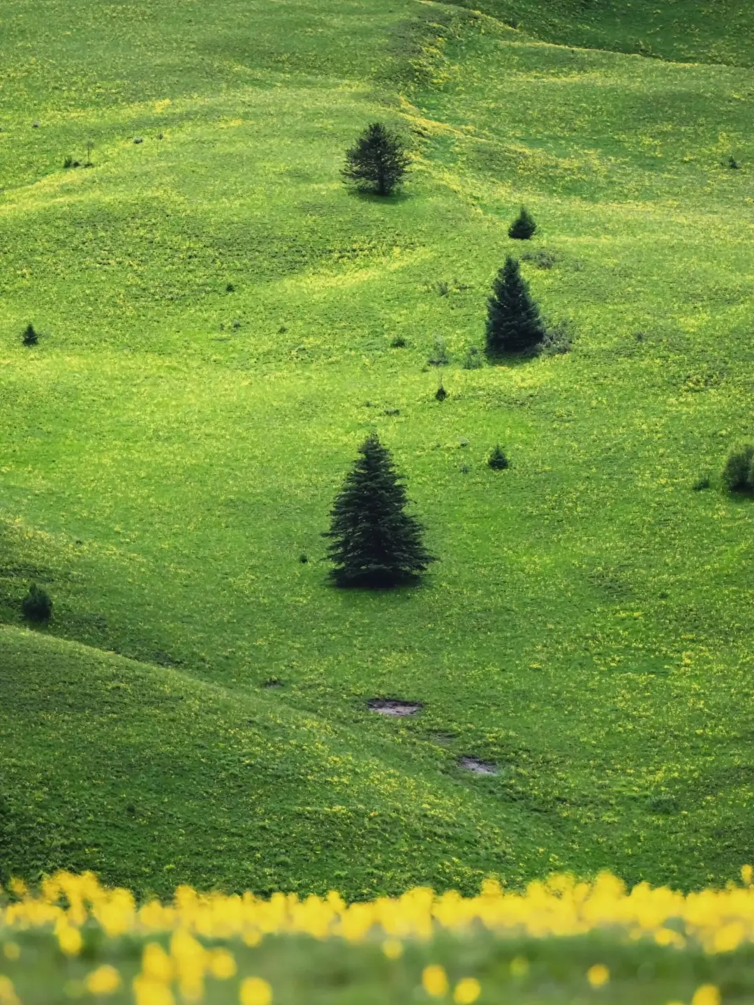 真不是瑞士!川西的夏天才是人间绝美