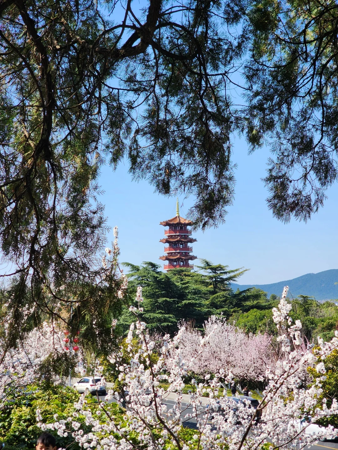 徐州花开这么好看你怎么也不宣传呢