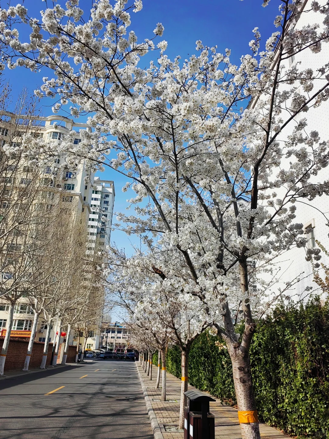 3.28真没想到家门口的樱花巷成了网红打卡地