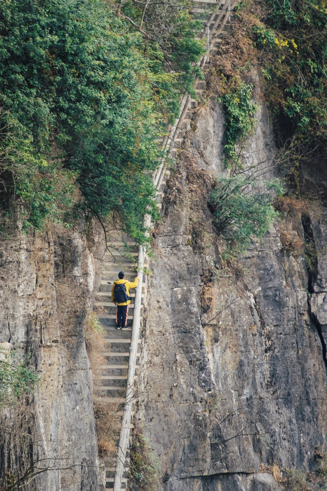 四川春日徒步天花板!爬悬崖天梯赏辛夷花海