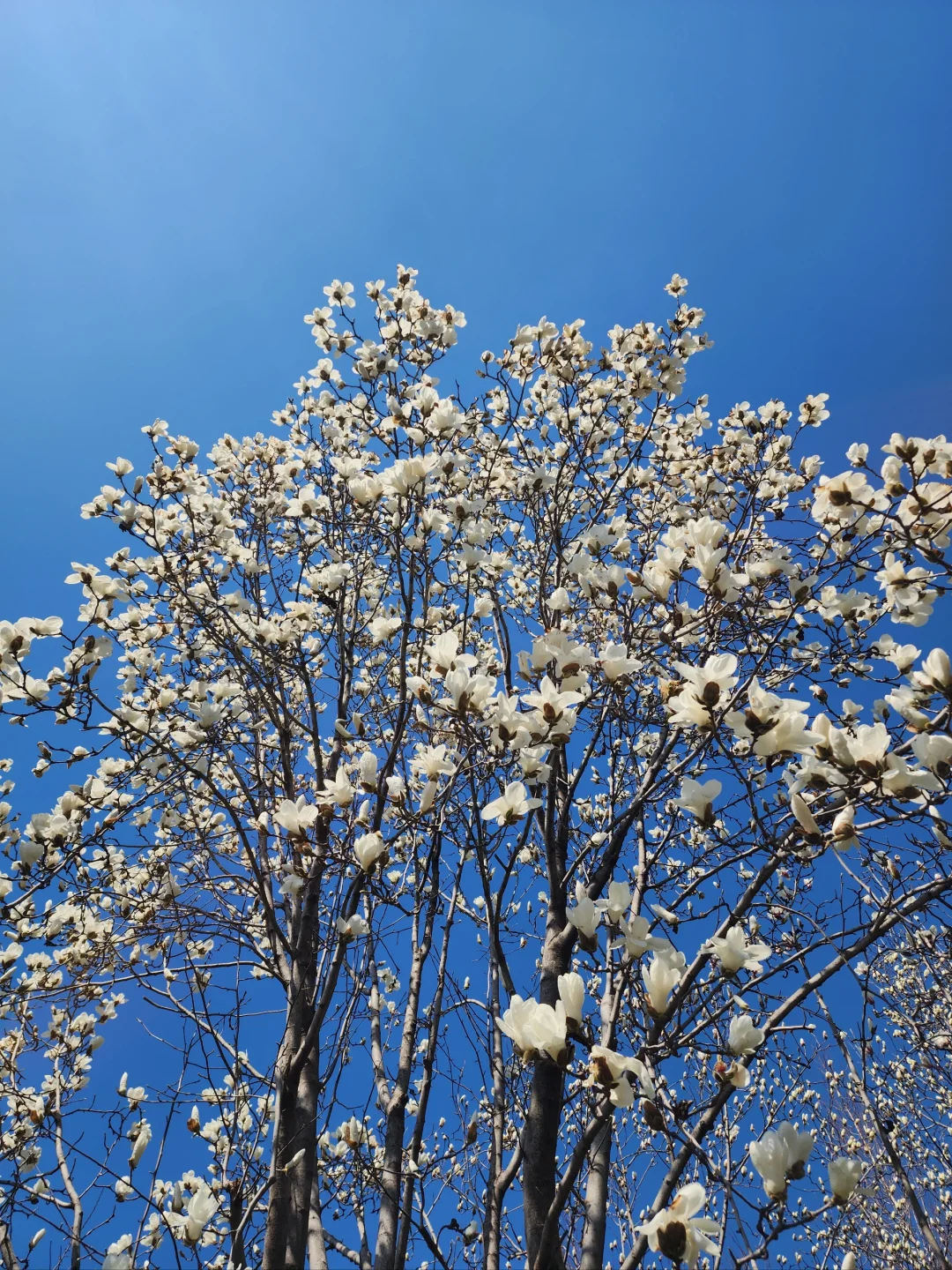 徐州花开这么好看你怎么也不宣传呢
