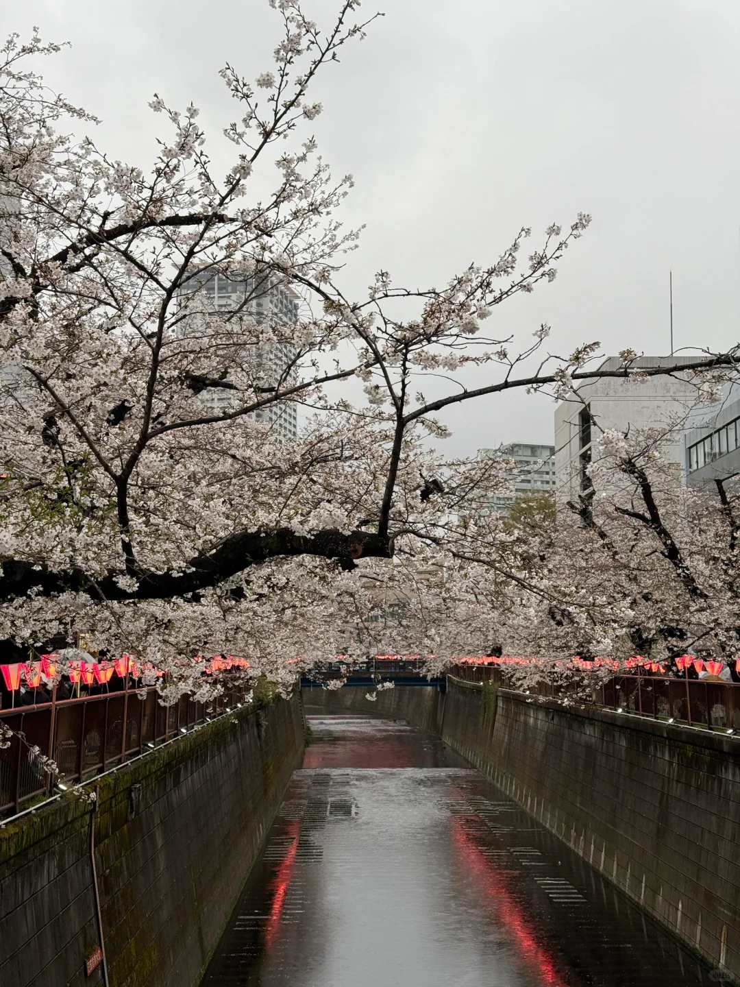 目黑川樱花🌸きねいだ！