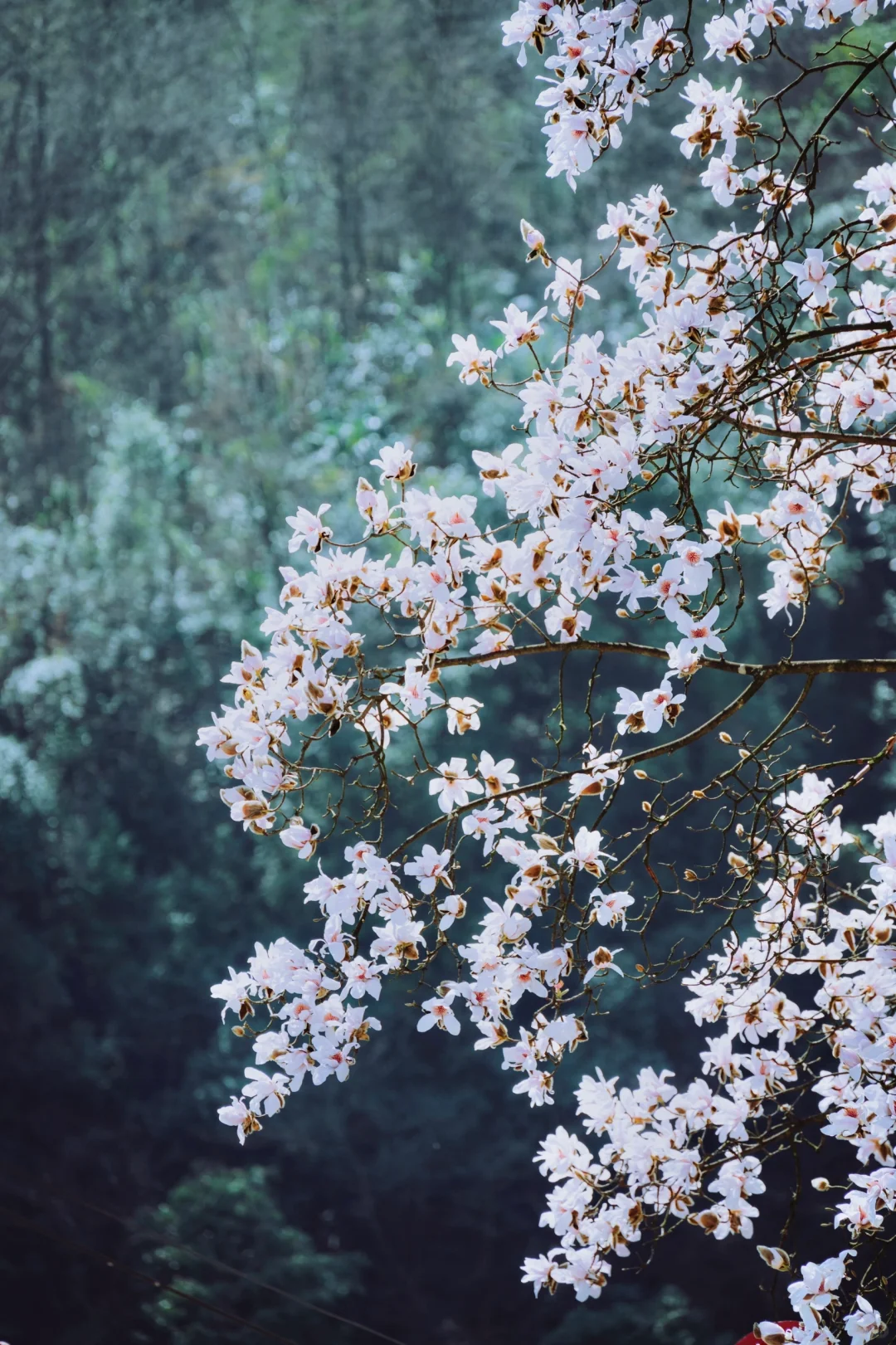 四川春日徒步天花板!爬悬崖天梯赏辛夷花海