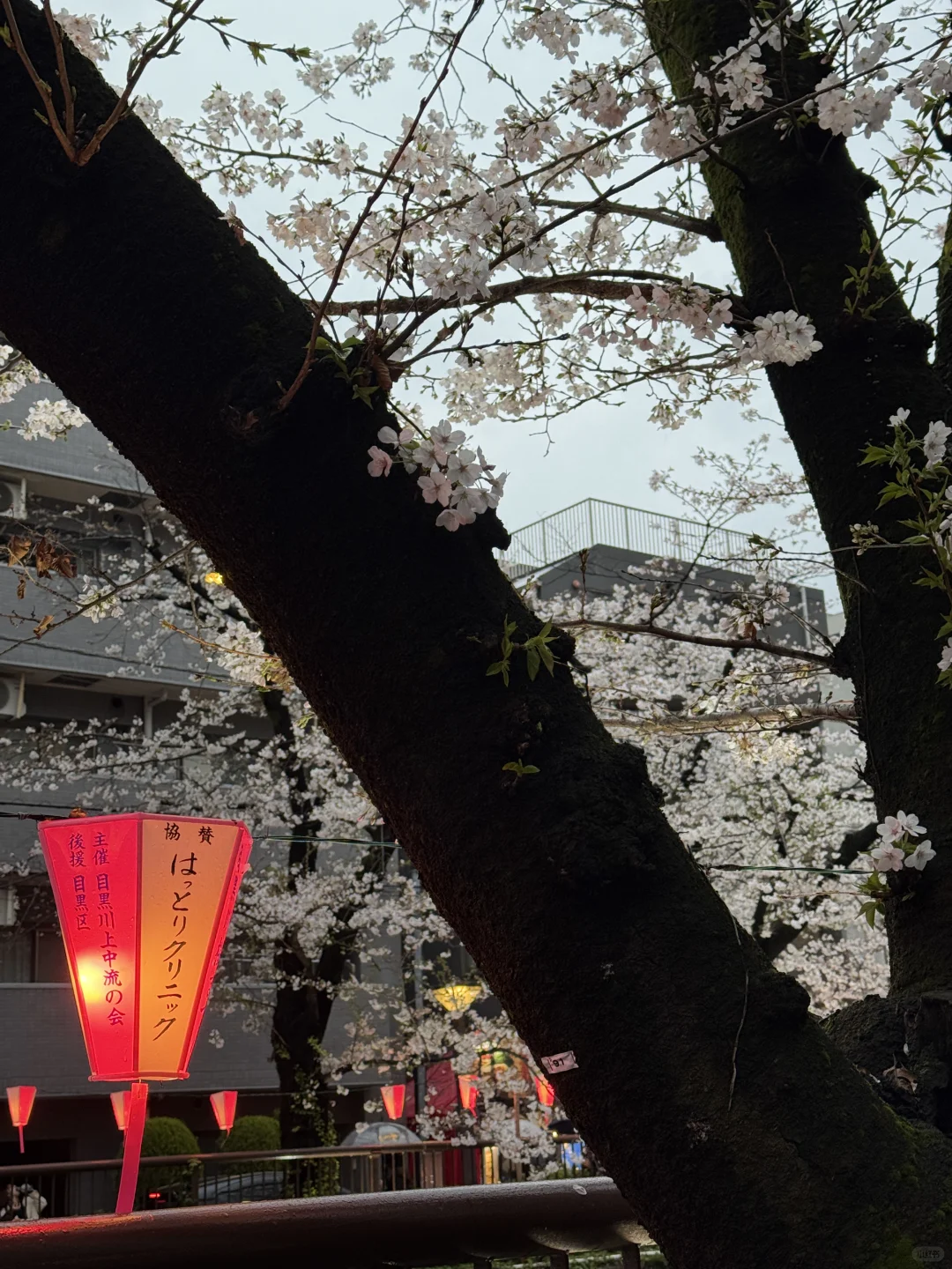 目黑川樱花🌸きねいだ！