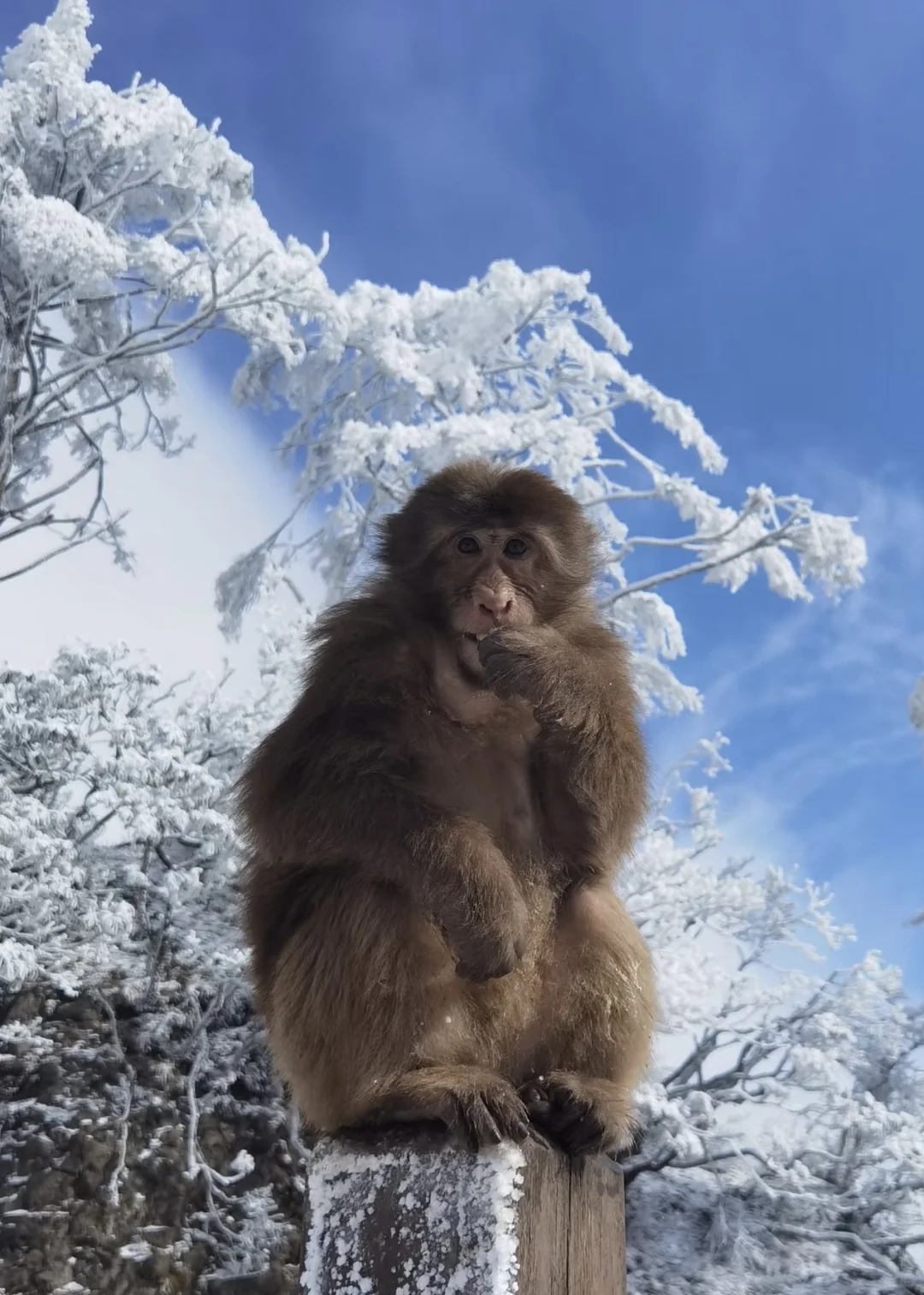 乐山大佛,峨眉山都去了,来听听我的个人感受