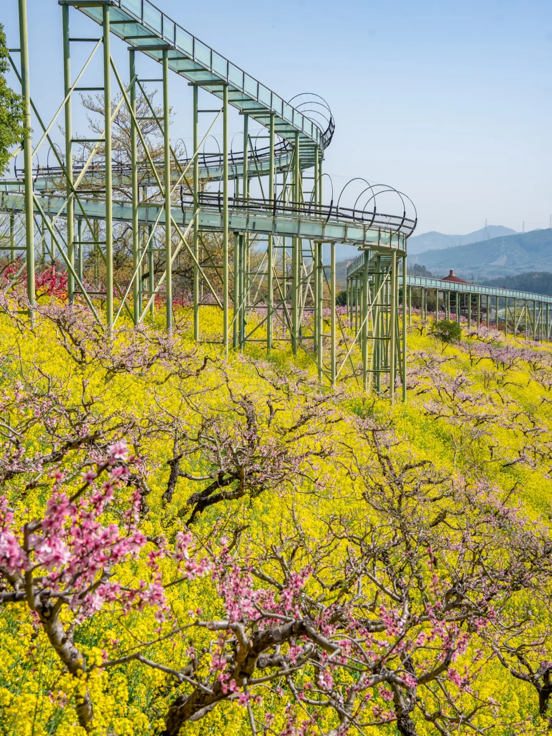 🌸千亩桃花坠入仙境｜城山沟乐园嗨翻天