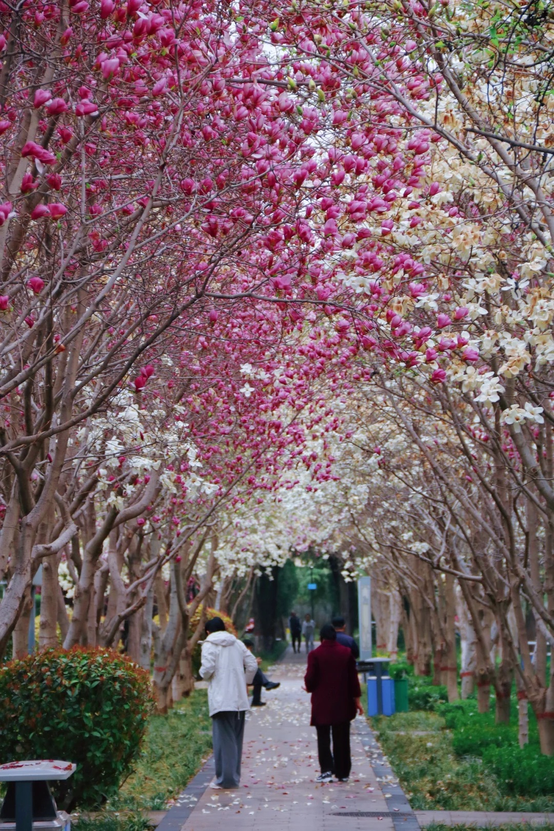 邯郸只有这里配的上“春和景明”