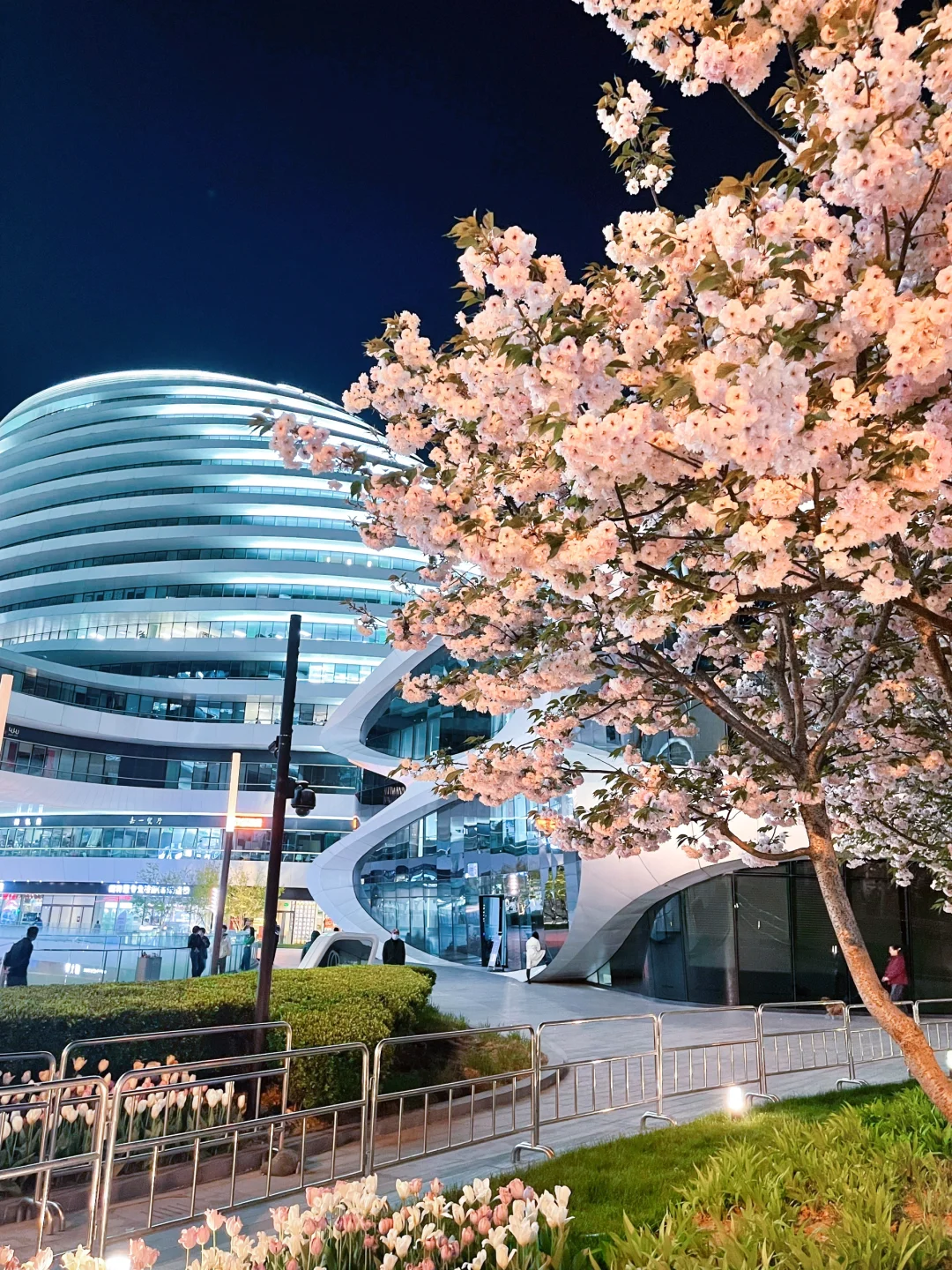 夜游北京🌷4月这里我愿称之郁金香最佳机位