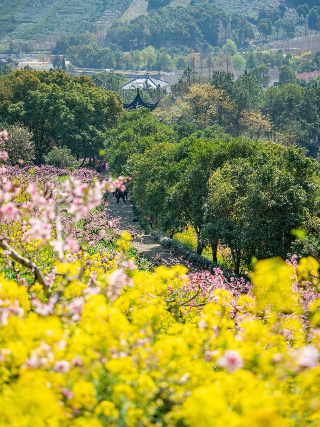 🌸千亩桃花坠入仙境｜城山沟乐园嗨翻天