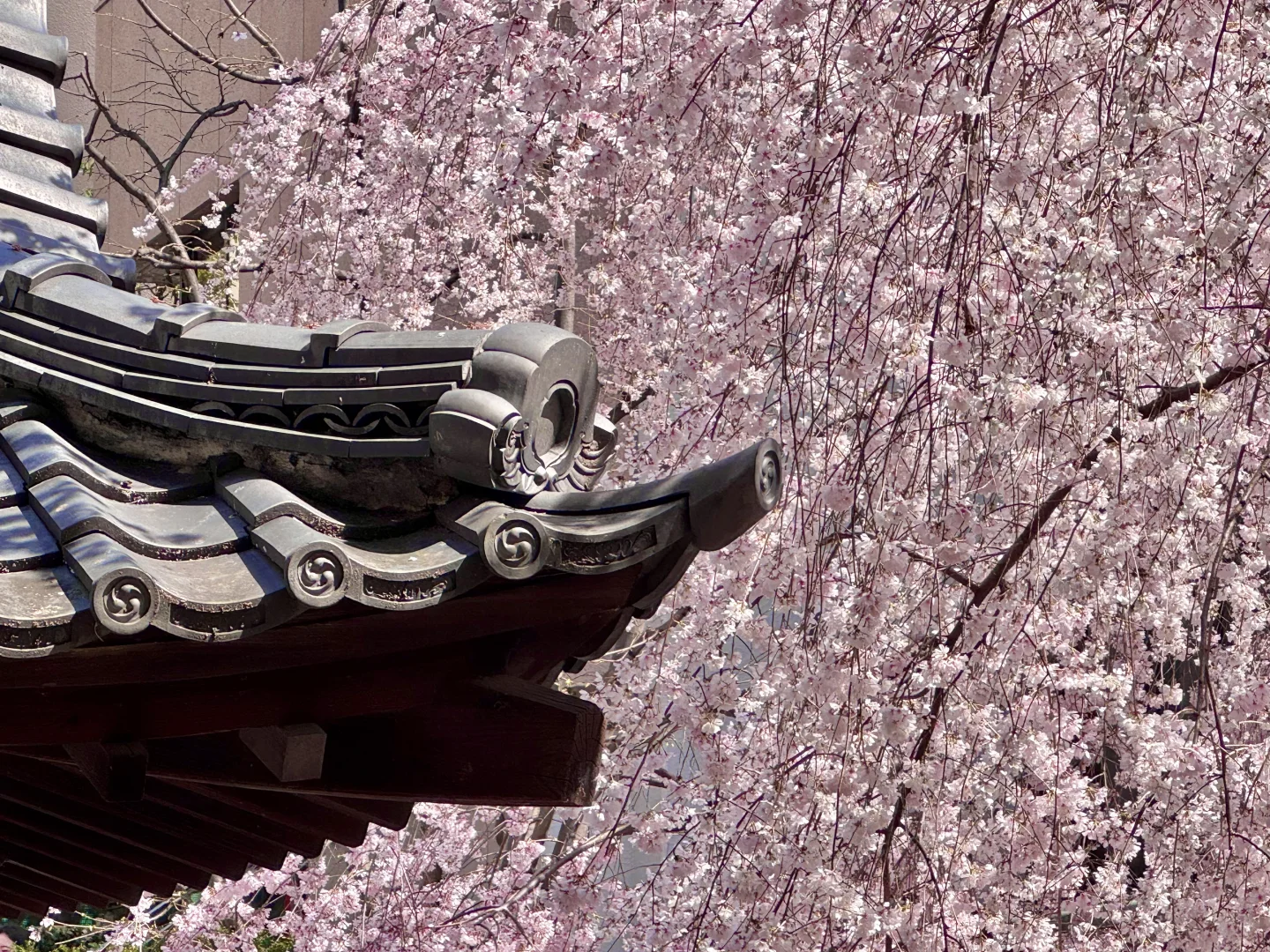 京都｜Sakura🌸