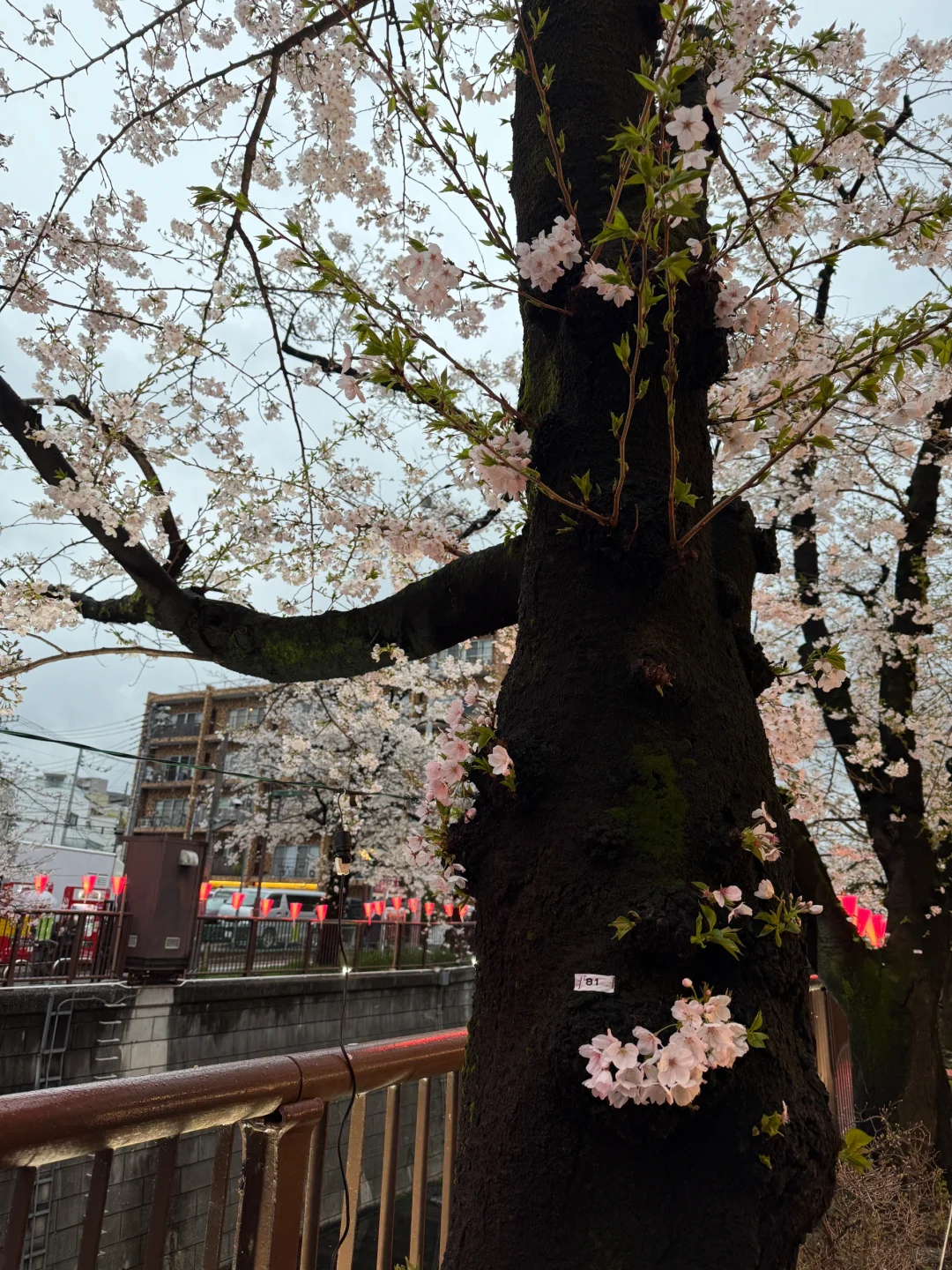 目黑川樱花🌸きねいだ！