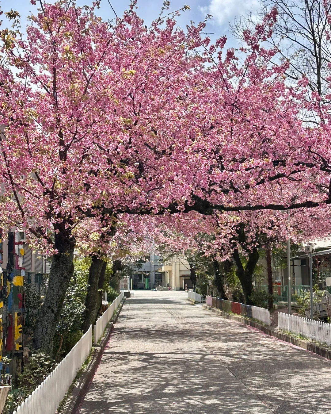 京都｜Sakura🌸