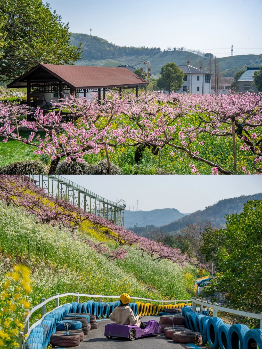 🌸千亩桃花坠入仙境｜城山沟乐园嗨翻天