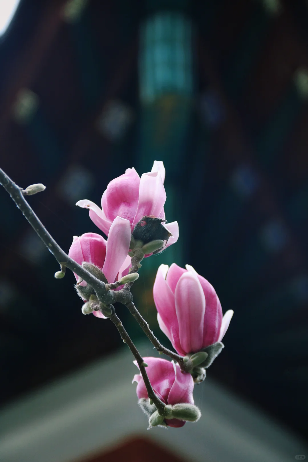 邯郸只有这里配的上“春和景明”