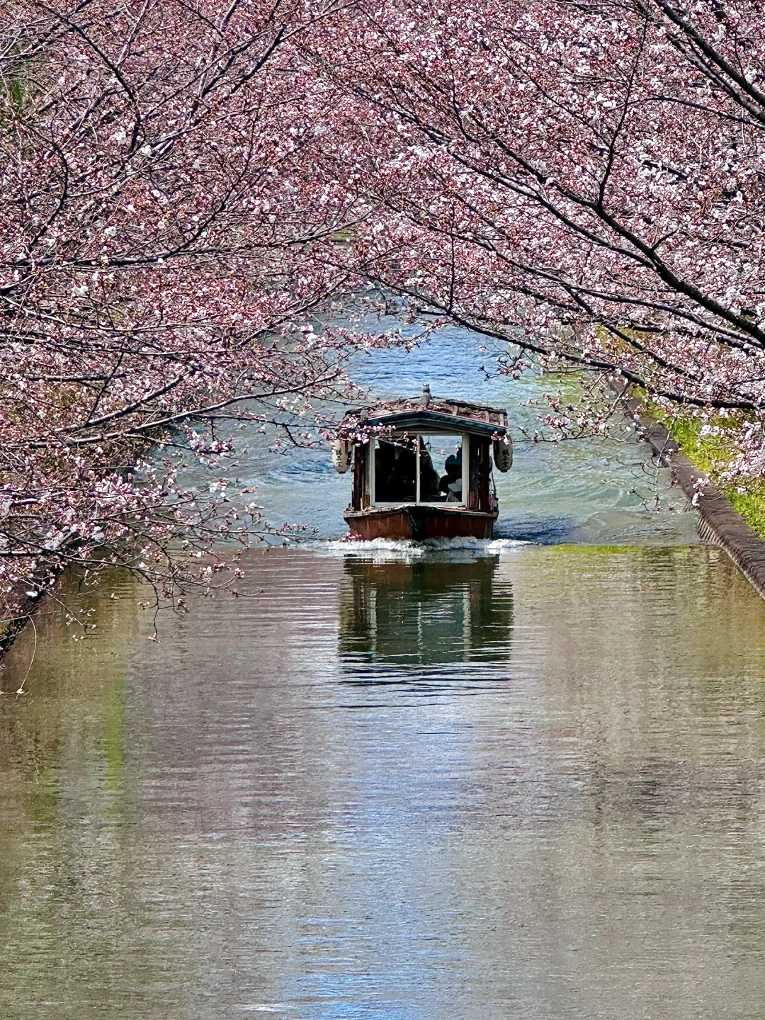京都｜Sakura🌸