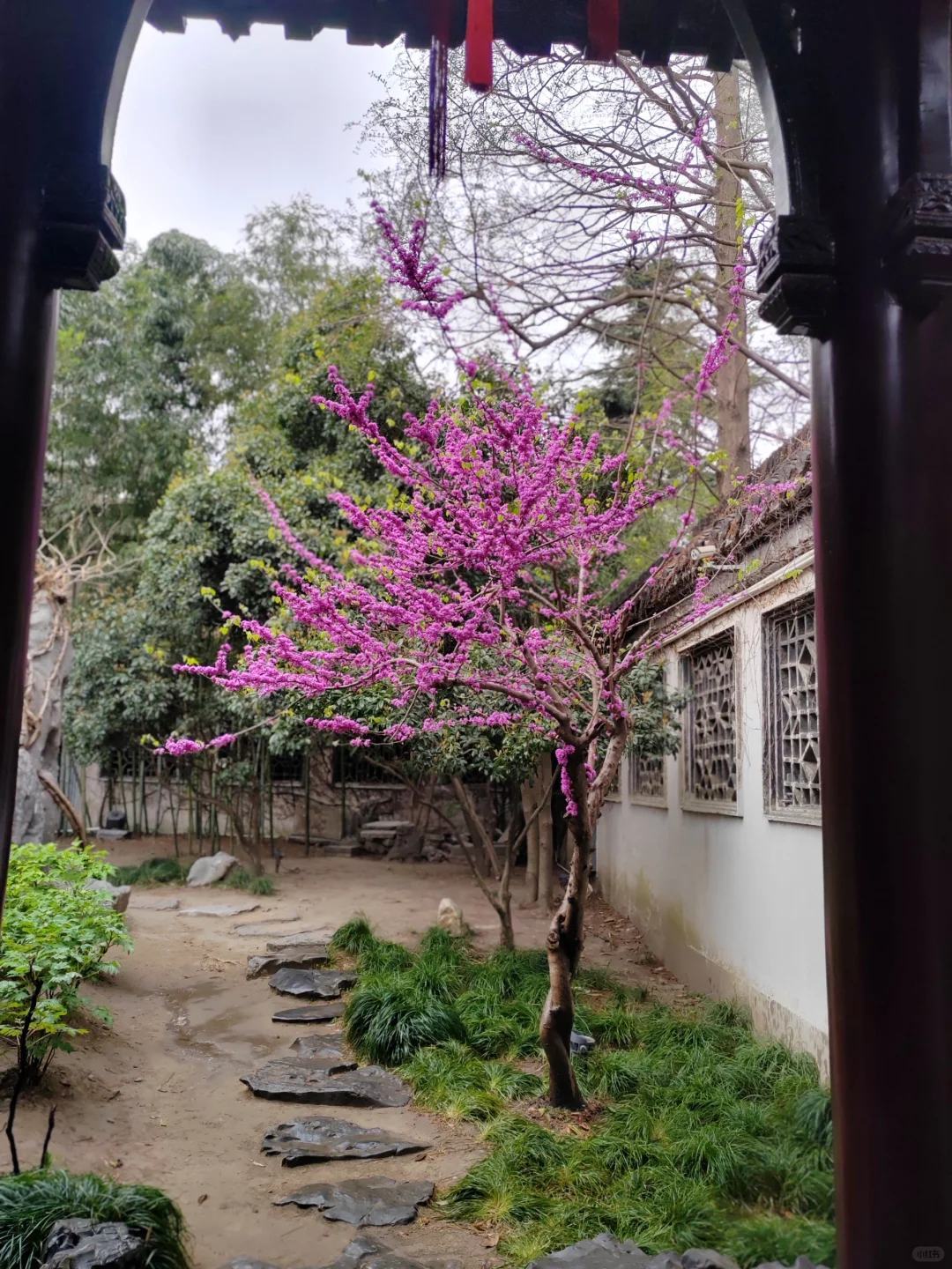 何园花情报告3月29日早7点实拍