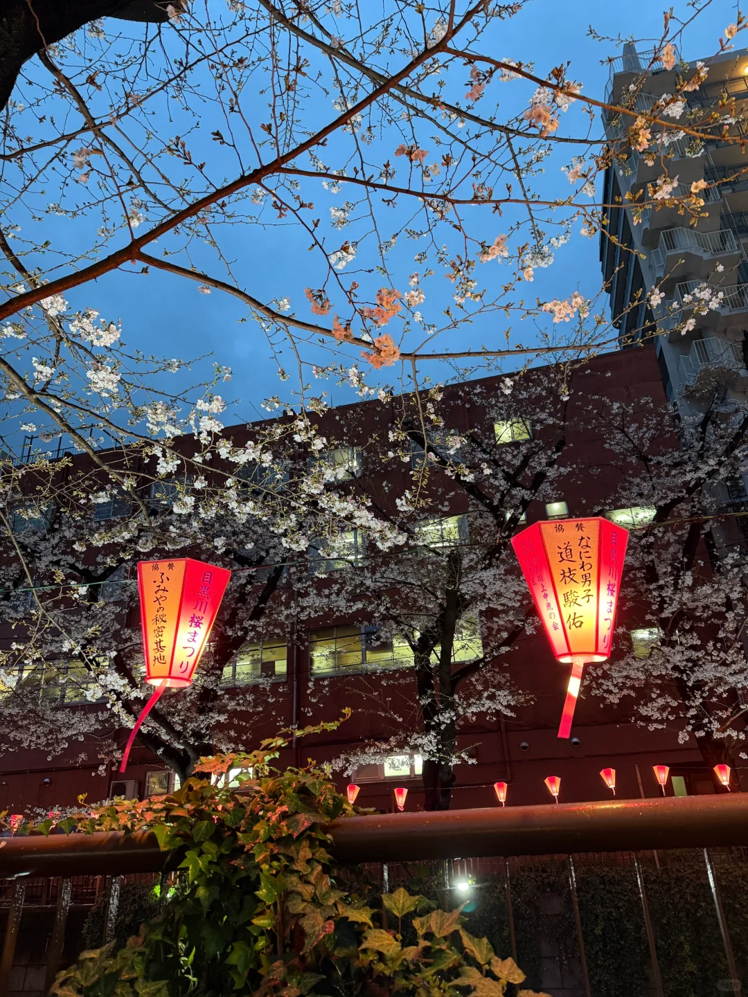 目黑川樱花🌸きねいだ！