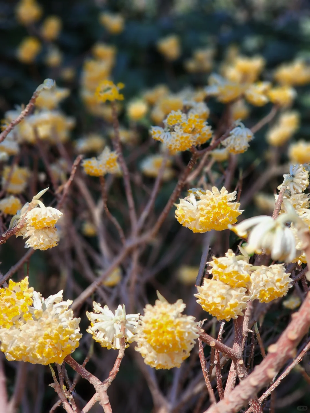 徐州花开这么好看你怎么也不宣传呢