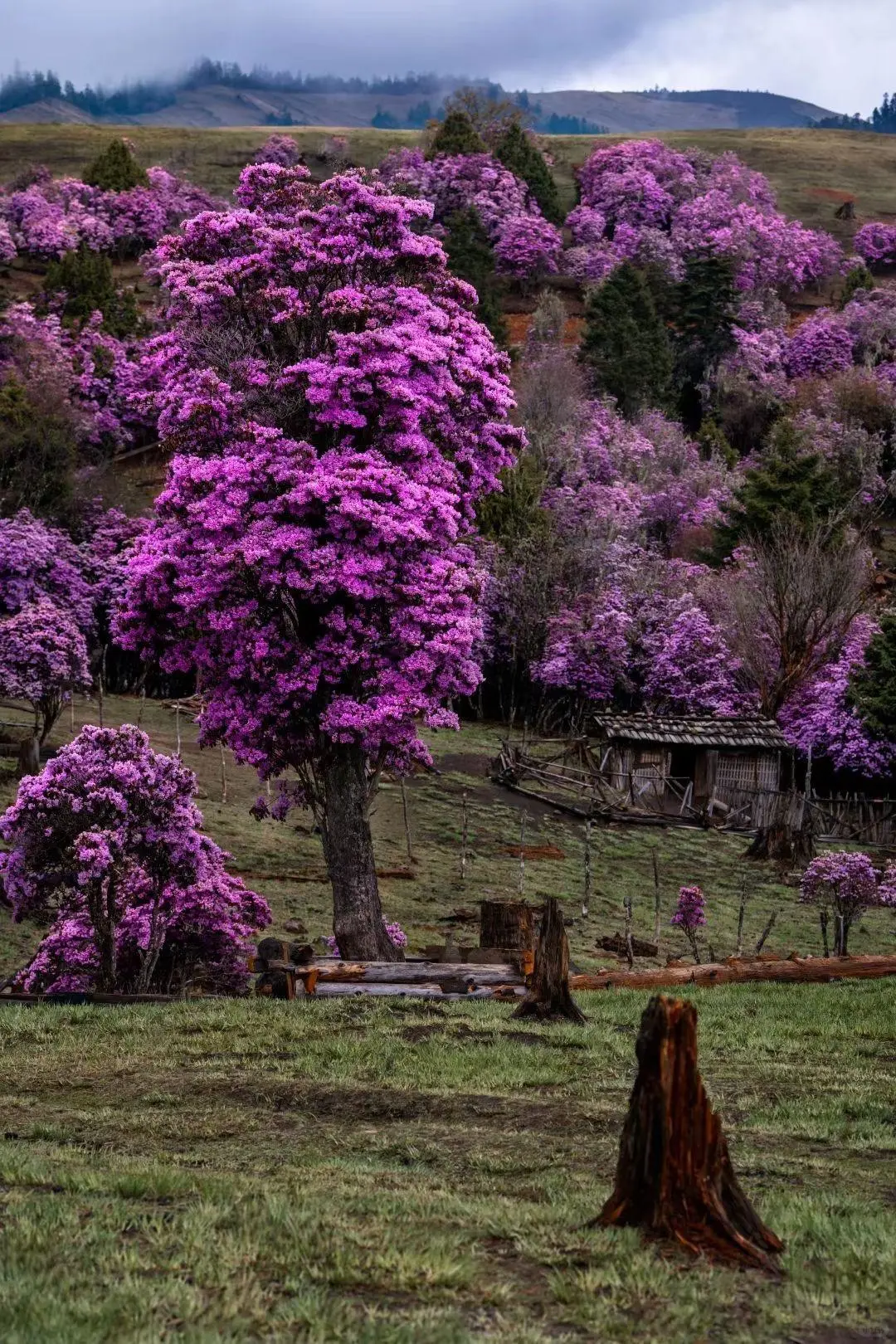丽江小众打卡地❗打工人去班味的乌托邦🎪