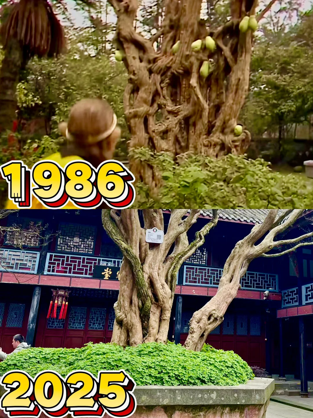 来都江堰打卡西游记同款取景点🕹️