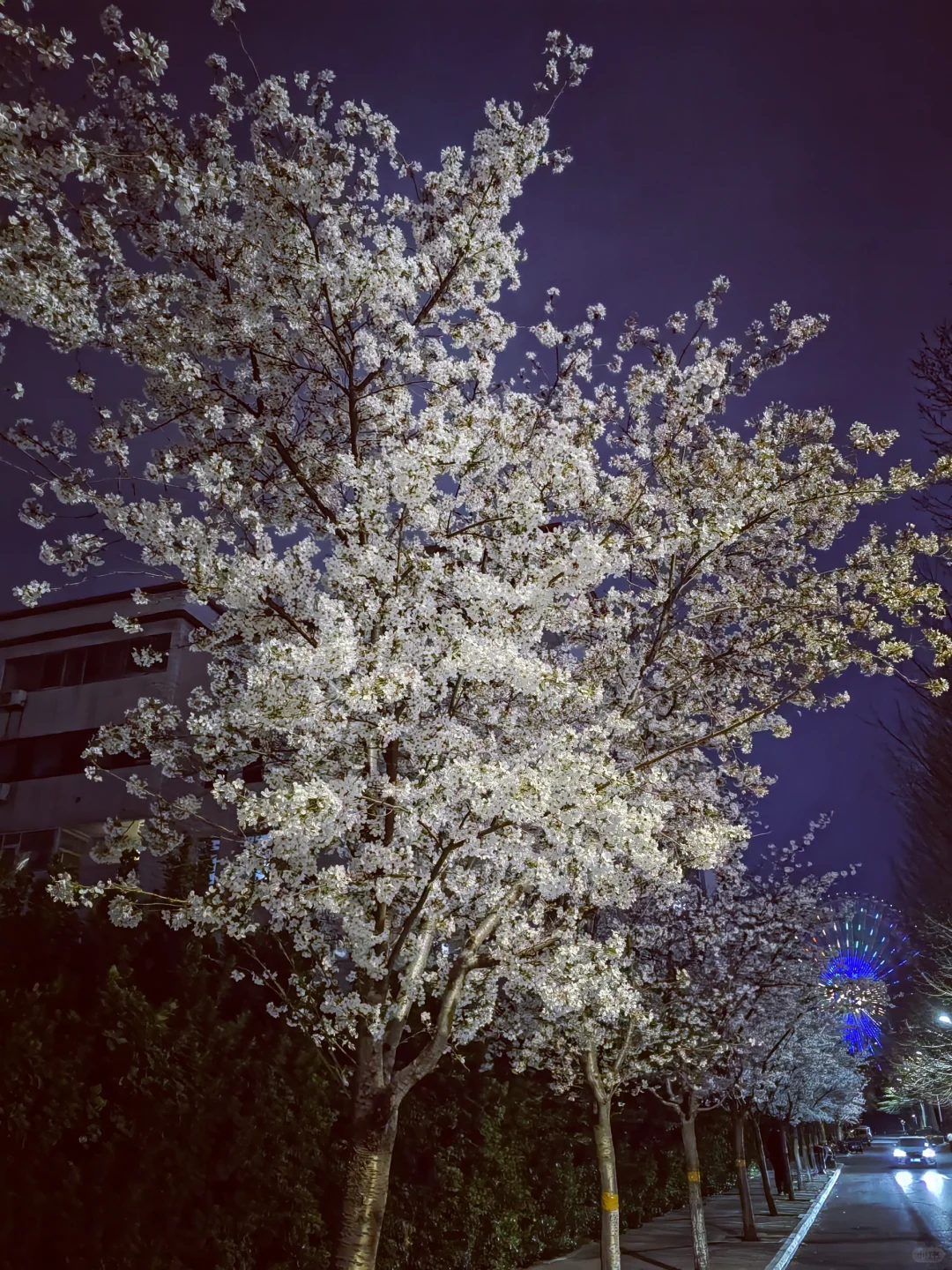 3.28真没想到家门口的樱花巷成了网红打卡地