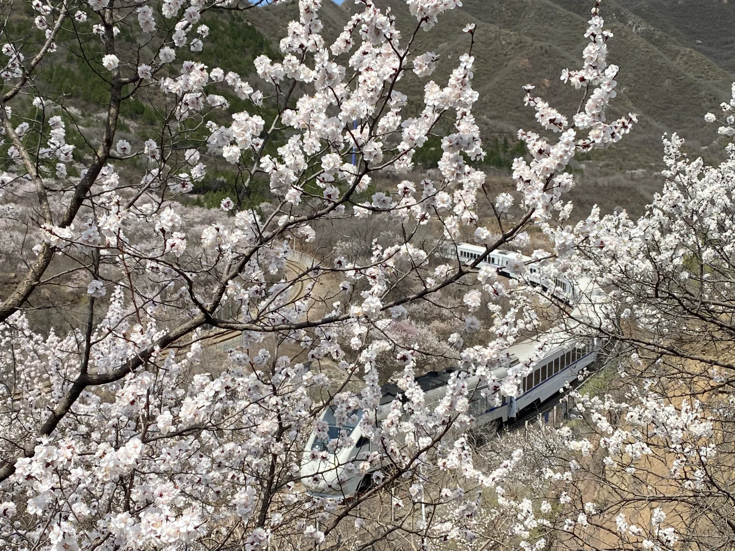居庸关花海小火车手机原图直出03/29